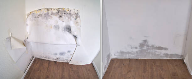 Office Mold Removal Services in South Uniontown, PA